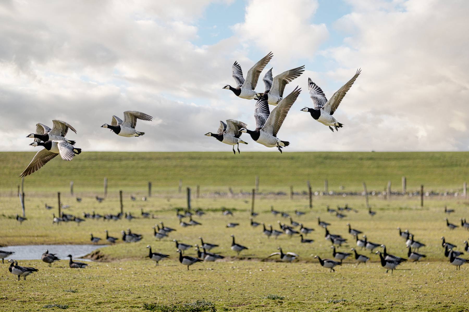 Gänse auf der Salzwiese