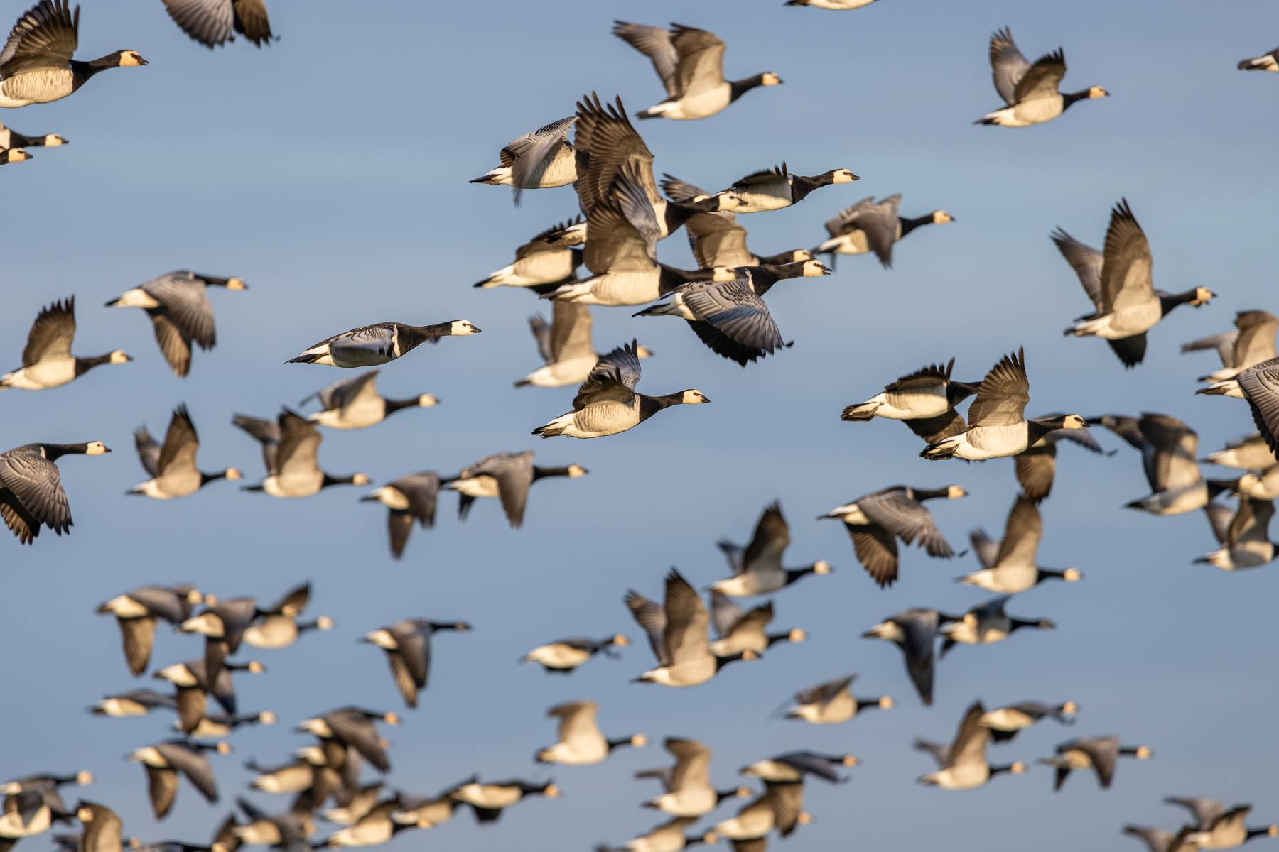 Gänseschwarm über dem Wattenmeer